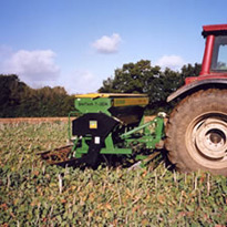 Wheat into rape stubble